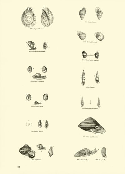 Página del Museo Pictórico de la Naturaleza Animada de English School