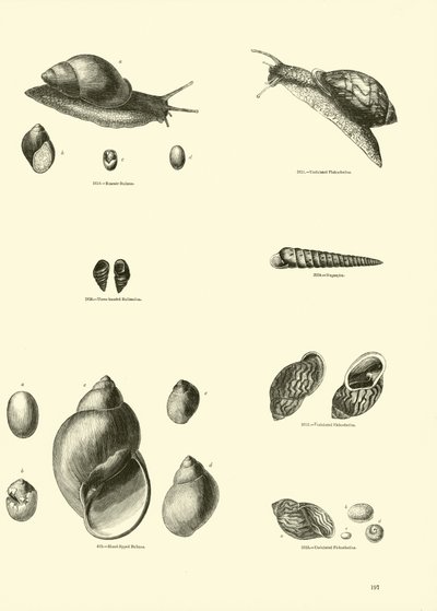 Página del Museo Pictórico de la Naturaleza Animada de English School