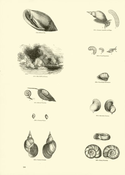 Página del Museo Pictórico de la Naturaleza Animada de English School