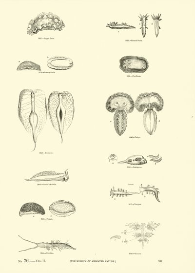 Página del Museo Pictórico de la Naturaleza Animada de English School