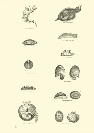 Página del Museo Pictórico de la Naturaleza Animada de English School