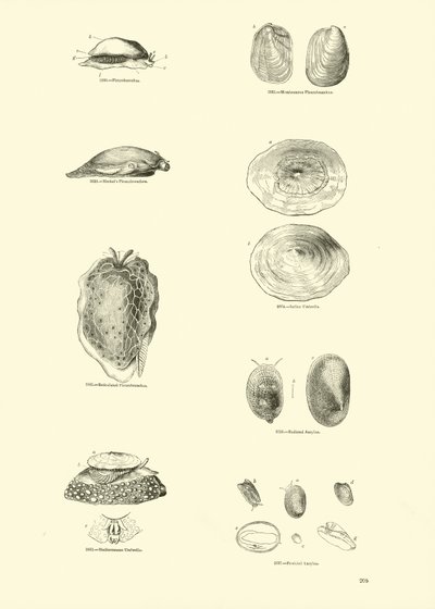 Página del Museo Pictórico de la Naturaleza Animada de English School