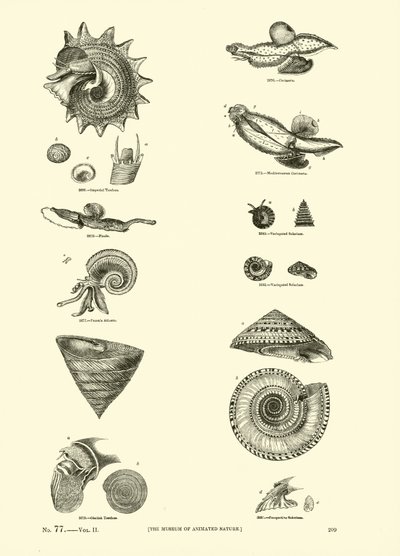 Página del Museo Pictórico de la Naturaleza Animada de English School