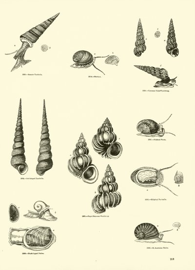 Página del Museo Pictórico de la Naturaleza Animada de English School