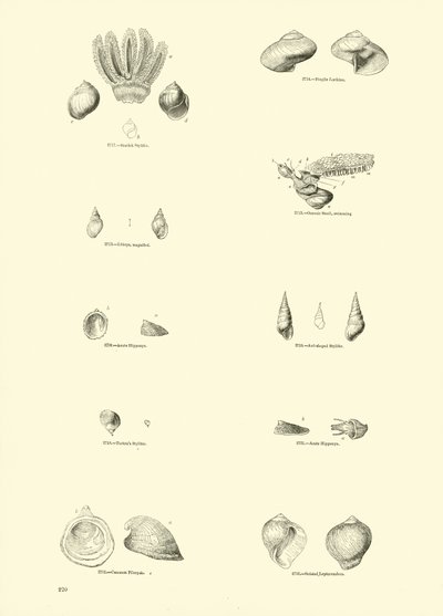 Página del Museo Pictórico de la Naturaleza Animada de English School