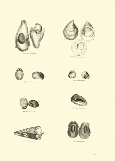 Página del Museo Pictórico de la Naturaleza Animada de English School