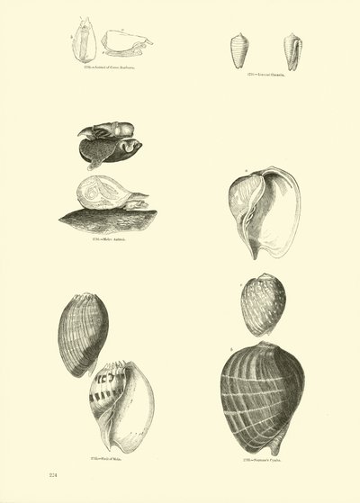 Página del Museo Pictórico de la Naturaleza Animada de English School