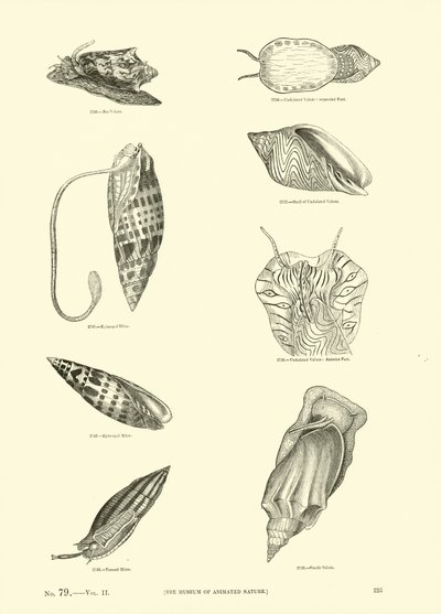 Página del Museo Pictórico de la Naturaleza Animada de English School