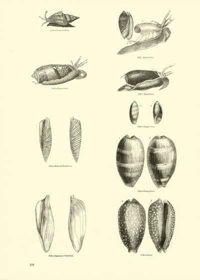 Página del Museo Pictórico de la Naturaleza Animada de English School