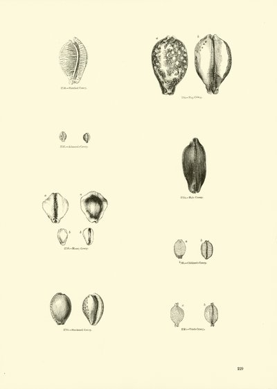 Página del Museo Pictórico de la Naturaleza Animada de English School