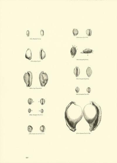 Página del Museo Pictórico de la Naturaleza Animada de English School
