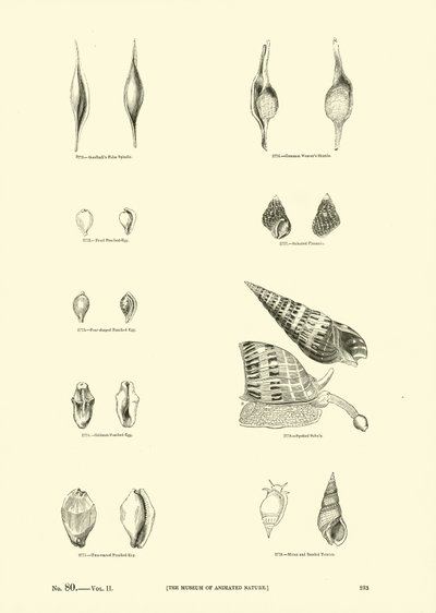 Página del Museo Pictórico de la Naturaleza Animada de English School