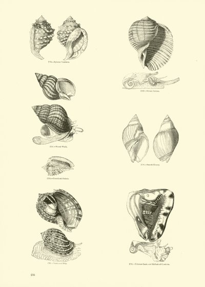 Página del Museo Pictórico de la Naturaleza Animada de English School