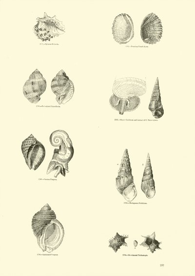 Página del Museo Pictórico de la Naturaleza Animada de English School