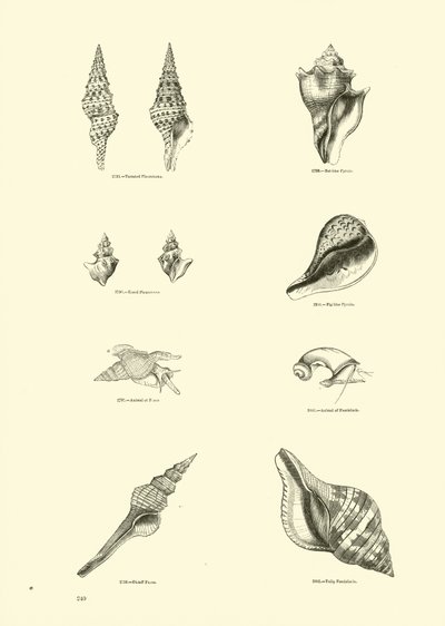 Página del Museo Pictórico de la Naturaleza Animada de English School