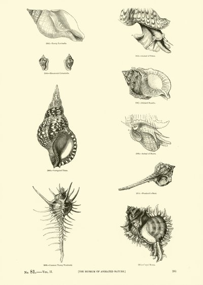 Página del Museo Pictórico de la Naturaleza Animada de English School