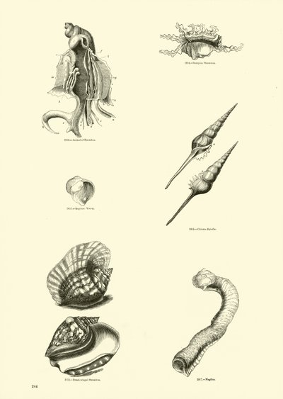Página del Museo Pictórico de la Naturaleza Animada de English School