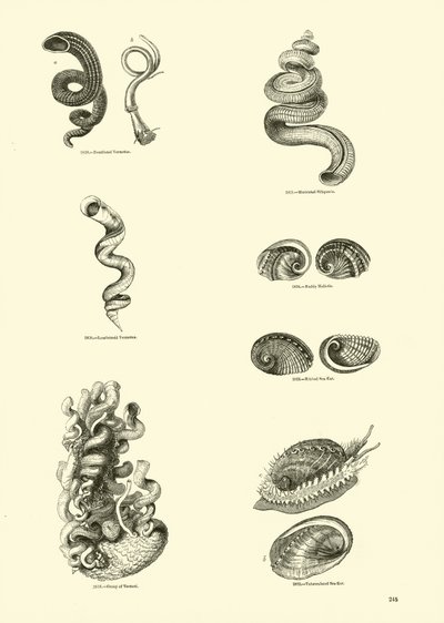 Página del Museo Pictórico de la Naturaleza Animada de English School