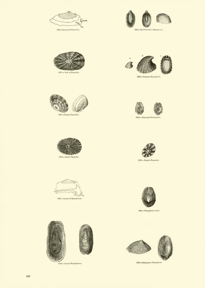 Página del Museo Pictórico de la Naturaleza Animada de English School