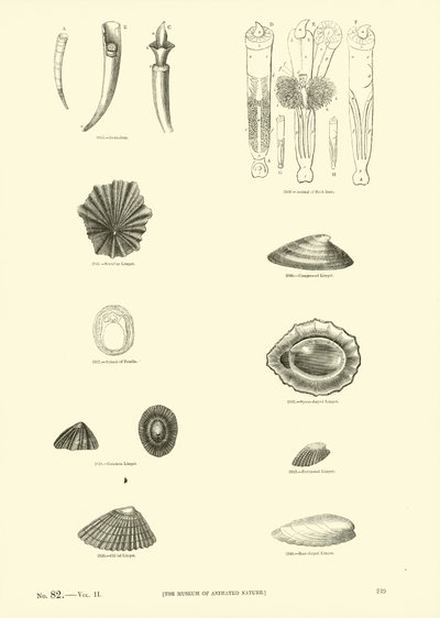 Página del Museo Pictórico de la Naturaleza Animada de English School