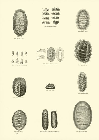 Página del Museo Pictórico de la Naturaleza Animada de English School
