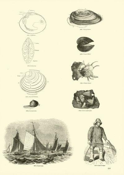 Página del Museo Pictórico de la Naturaleza Animada de English School