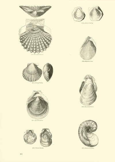 Página del Museo Pictórico de la Naturaleza Animada de English School