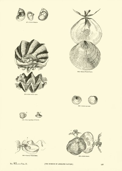 Página del Museo Pictórico de la Naturaleza Animada de English School