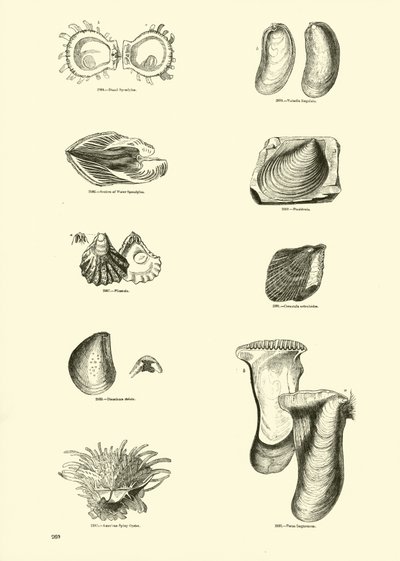 Página del Museo Pictórico de la Naturaleza Animada de English School