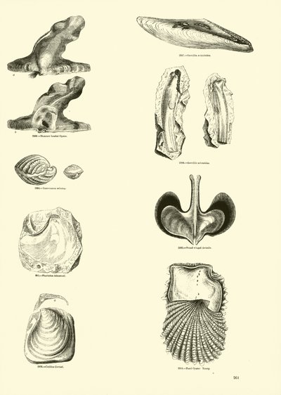 Página del Museo Pictórico de la Naturaleza Animada de English School