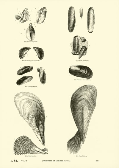 Página del Museo Pictórico de la Naturaleza Animada de English School
