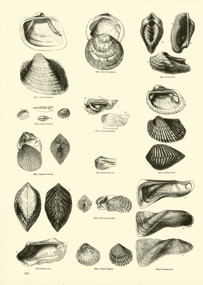 Página del Museo Pictórico de la Naturaleza Animada de English School