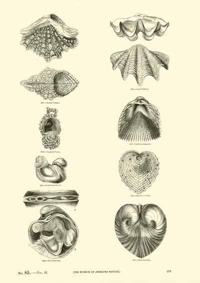 Página del Museo Pictórico de la Naturaleza Animada de English School