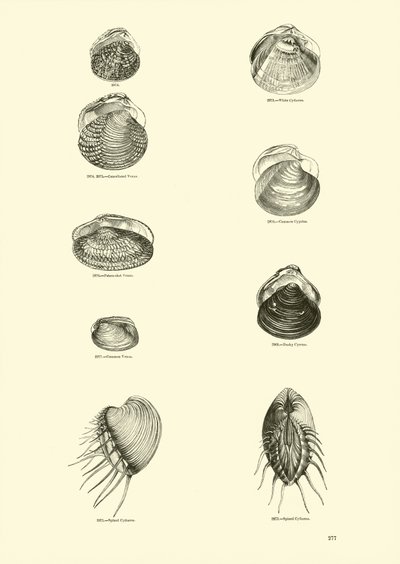 Página del Museo Pictórico de la Naturaleza Animada de English School