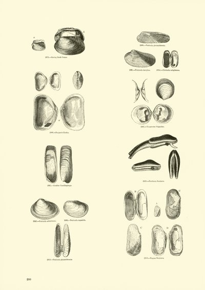 Página del Museo Pictórico de la Naturaleza Animada de English School