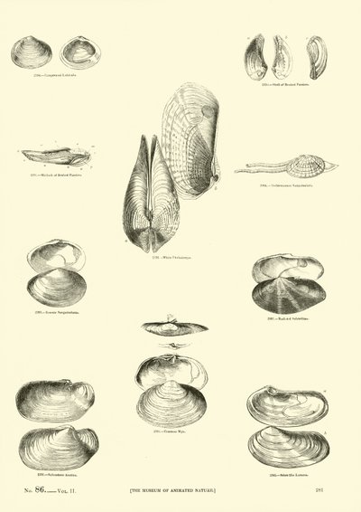 Página del Museo Pictórico de la Naturaleza Animada de English School