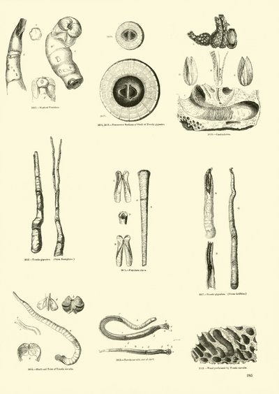 Página del Museo Pictórico de la Naturaleza Animada de English School