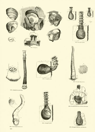 Página del Museo Pictórico de la Naturaleza Animada de English School