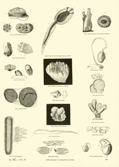 Página del Museo Pictórico de la Naturaleza Animada de English School