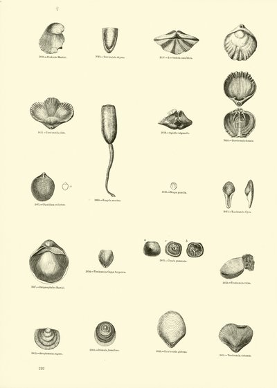 Página del Museo Pictórico de la Naturaleza Animada de English School