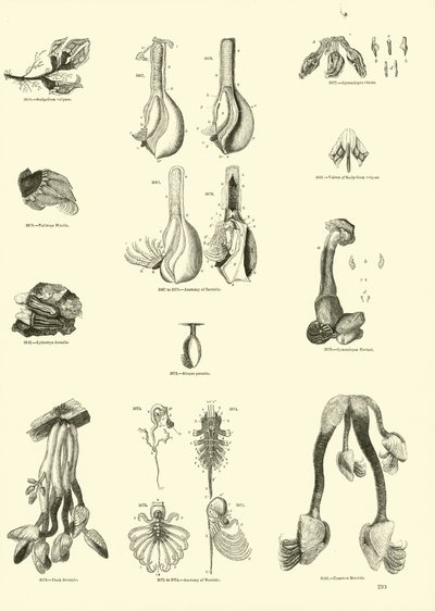 Página del Museo Pictórico de la Naturaleza Animada de English School