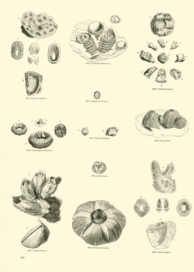 Página del Museo Pictórico de la Naturaleza Animada de English School