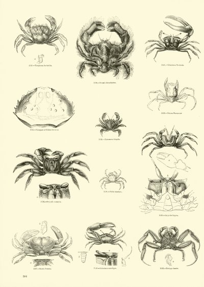 Página del Museo Pictórico de la Naturaleza Animada de English School