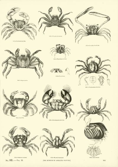 Página del Museo Pictórico de la Naturaleza Animada de English School
