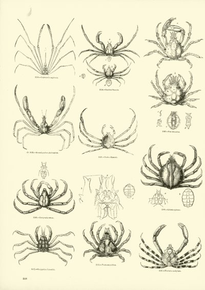 Página del Museo Pictórico de la Naturaleza Animada de English School