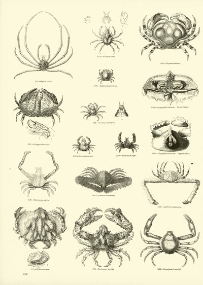 Página del Museo Pictórico de la Naturaleza Animada de English School