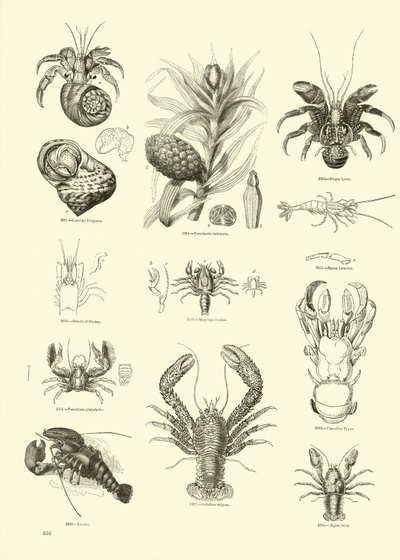 Página del Museo Pictórico de la Naturaleza Animada de English School