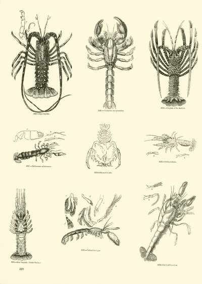 Página del Museo Pictórico de la Naturaleza Animada de English School