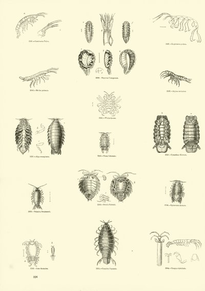 Página del Museo Pictórico de la Naturaleza Animada de English School