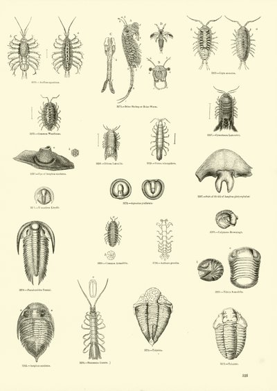 Página del Museo Pictórico de la Naturaleza Animada de English School